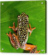 Starry Night Reed Frog, Heterixalus Acrylic Print