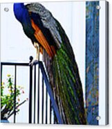 Stately Peacock Acrylic Print