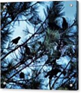 Still Life, With Crows Acrylic Print