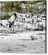 Stork In Dunes Acrylic Print