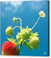 Strawberries Acrylic Print