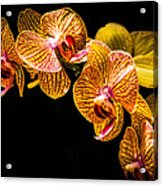 Striped Orchids 2 Acrylic Print