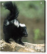 Striped Skunk Kit With Tail Raised Acrylic Print