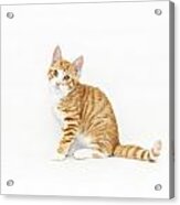 Stripy Red Kitten Sitting Down Acrylic Print