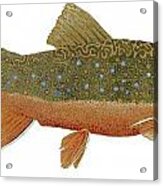 Study Of An Wild Eastern Brook Trout Acrylic Print