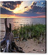 Stumps And Sunset On Oyster Bay Acrylic Print