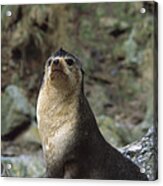 Subantarctic Fur Seal Male Gough Island Acrylic Print
