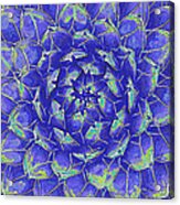 Succulent - Blue Acrylic Print