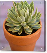 Succulent Plant In Clay Pot Acrylic Print