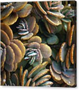 Succulents Acrylic Print