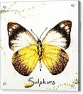 Sulphurs - Butterfly Acrylic Print