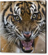 Sumatran Tiger Male Snarling Native Acrylic Print