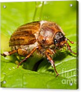 Summer Chafer Beetle Acrylic Print
