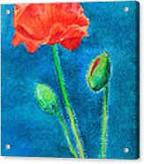 Summer Poppy Acrylic Print