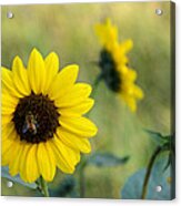 Summer Sunflower Acrylic Print