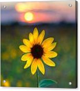 Sun Flower Iv Acrylic Print