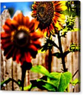 Sun Flowers Acrylic Print