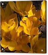 Sun On Crocuses Acrylic Print