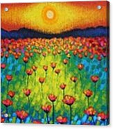 Sunburst Poppies Acrylic Print