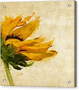 Sunflower Breezes Acrylic Print