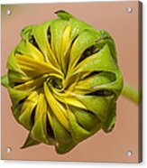 Sunflower Bud Opening Acrylic Print