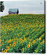 Sunflower Field In West Michigan Acrylic Print