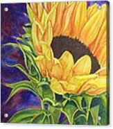 Sunflower Ii Acrylic Print