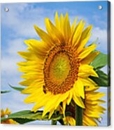 Sunflower In Bloom Acrylic Print