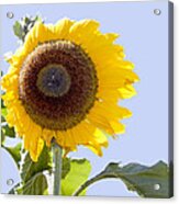 Sunflower In The Blue Sky Acrylic Print