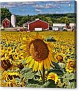 Sunflower Nirvana 21 Acrylic Print