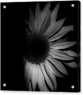 Sunflower-shaded-32 Acrylic Print