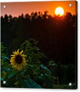 Sunflower Sunset Acrylic Print