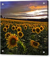 Sunflower Sunset Acrylic Print
