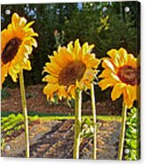 Sunflower Trio Acrylic Print