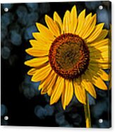 Sunflower With Tree Bokeh Acrylic Print