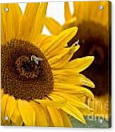 Sunflowers And Bees Acrylic Print