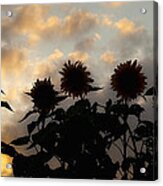 Sunflowers At Sunset Acrylic Print