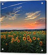 Sunflowers In The Evening Acrylic Print