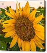 Sunflowers Acrylic Print