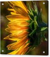 Sunflowers Acrylic Print