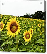Sunflowers On A Hill Acrylic Print