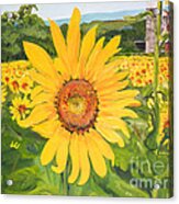 Sunflowers - Red Barn - Pennsylvania Acrylic Print