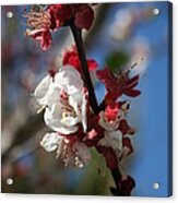 Sunlight Embracing Apricot Blossom Acrylic Print