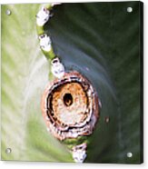 Sunlight Split On Cactus Knot Acrylic Print