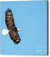 Sunlit Bald Eagle Acrylic Print