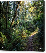 Sunlit Path In The Forest Acrylic Print