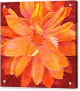 Sunny Burst Of Color Floral Acrylic Print