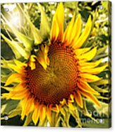 Sunny Sunflower Acrylic Print