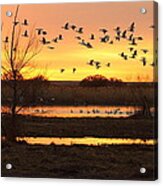 Sunrise And Geese Acrylic Print