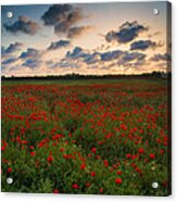 Sunset And Poppies Acrylic Print